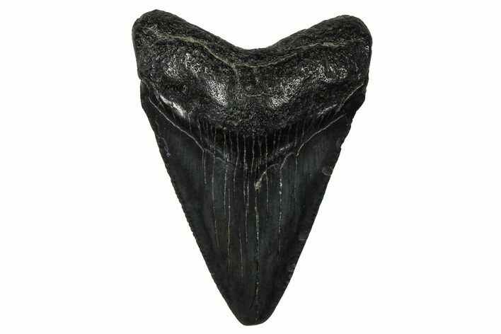 Serrated, Juvenile Megalodon Tooth - South Carolina #375934